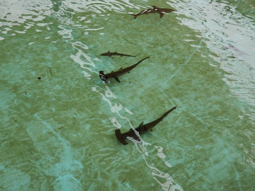 ユニークな話題の廃校水族館 ユニークな話題の廃校水族館