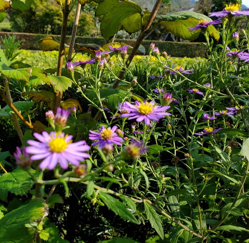 花いっぱいの素敵なSalon 花くら 花いっぱいの素敵なSalon 花くら