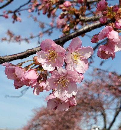「陽光桜」を作り出した人は愛媛県人 「陽光桜」を作り出した人は愛媛県人