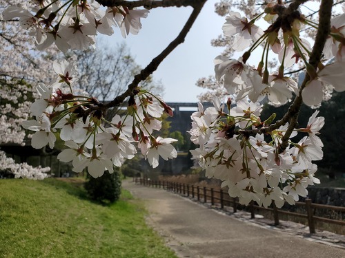 ワタシのハートは、桜色(笑) ワタシのハートは、桜色(笑)
