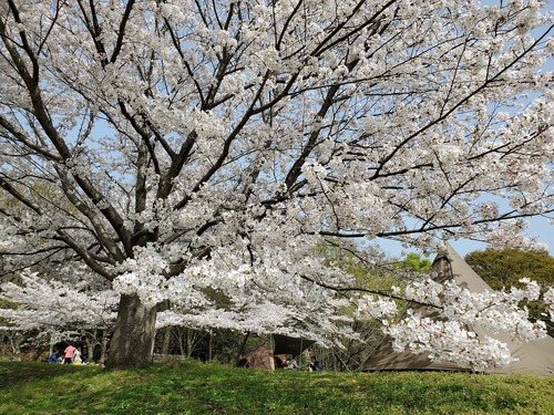 ワタシのハートは、桜色(笑) ワタシのハートは、桜色(笑)