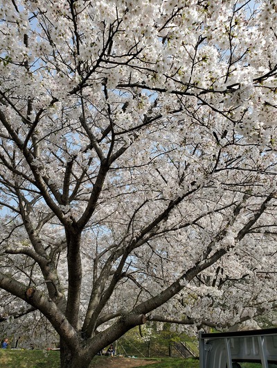 ワタシのハートは、桜色(笑) ワタシのハートは、桜色(笑)