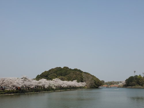 ワタシのハートは、桜色(笑) ワタシのハートは、桜色(笑)