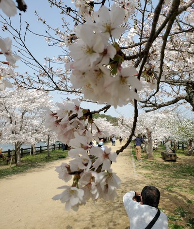 ワタシのハートは、桜色(笑) ワタシのハートは、桜色(笑)