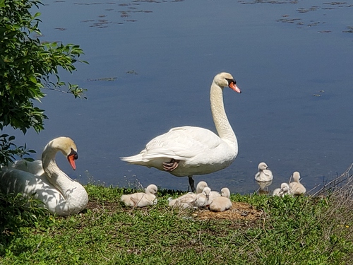 愛らしい白鳥親子に胸キュン 愛らしい白鳥親子に胸キュン
