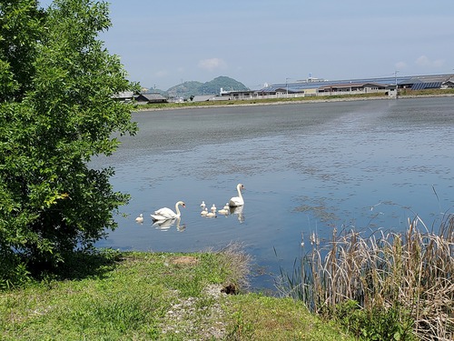愛らしい白鳥親子に胸キュン 愛らしい白鳥親子に胸キュン