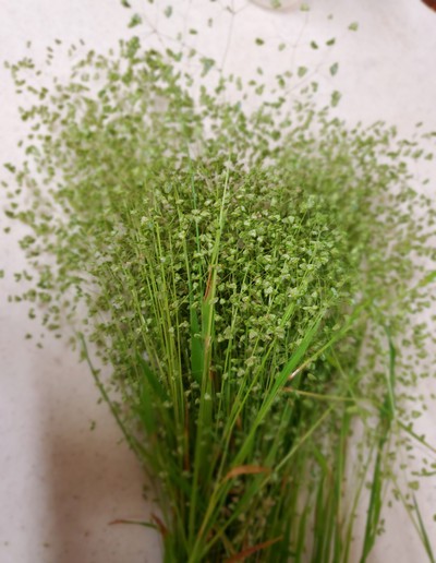 雑草もそれなりに素敵 雑草もそれなりに素敵
