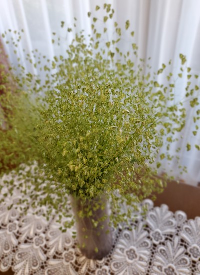 雑草もそれなりに素敵 雑草もそれなりに素敵