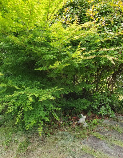 この夏で見納めとなりそう この夏で見納めとなりそう