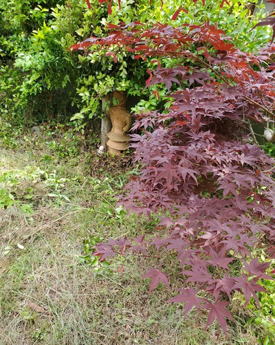 この夏で見納めとなりそう この夏で見納めとなりそう