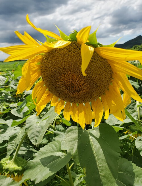 贅沢な・・・ひとつぶのマスカット 贅沢な・・・ひとつぶのマスカット