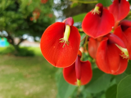 個性の強い赤い花のアメリカデイゴ 個性の強い赤い花のアメリカデイゴ
