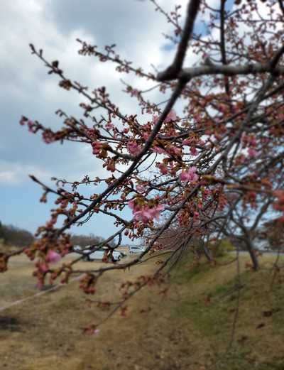 湊川河津桜は、まだまだ蕾 湊川河津桜は、まだまだ蕾