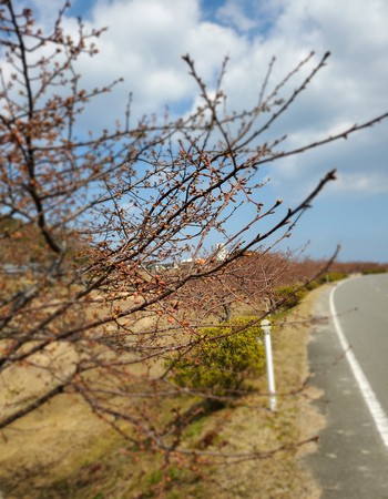 湊川河津桜は、まだまだ蕾 湊川河津桜は、まだまだ蕾
