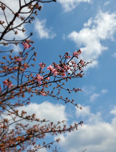 湊川河津桜は、まだまだ蕾 湊川河津桜は、まだまだ蕾