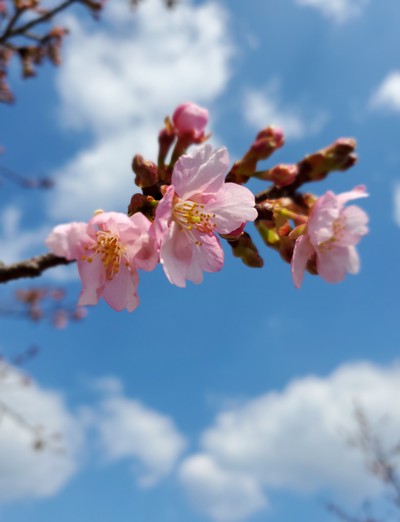 湊川河津桜は、まだまだ蕾 湊川河津桜は、まだまだ蕾