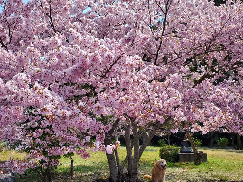 こんな素晴らしい桜の園は知らなかった こんな素晴らしい桜の園は知らなかった