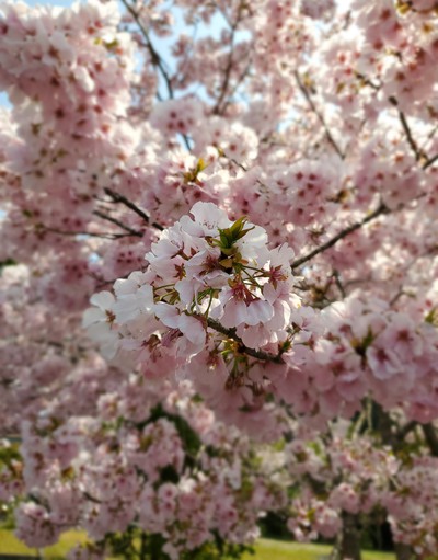 こんな素晴らしい桜の園は知らなかった こんな素晴らしい桜の園は知らなかった