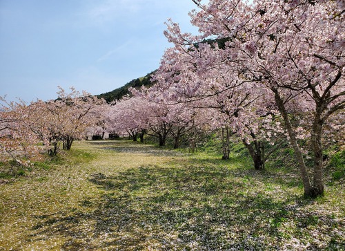 こんな素晴らしい桜の園は知らなかった こんな素晴らしい桜の園は知らなかった