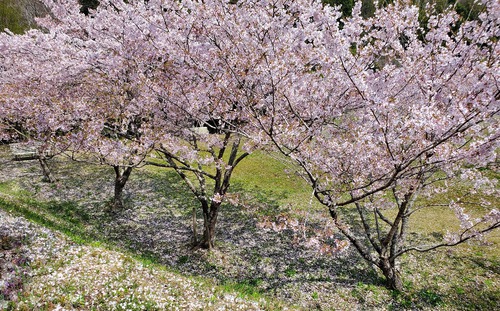 こんな素晴らしい桜の園は知らなかった こんな素晴らしい桜の園は知らなかった