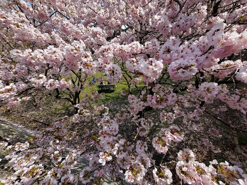 こんな素晴らしい桜の園は知らなかった こんな素晴らしい桜の園は知らなかった