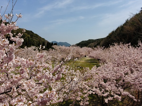 こんな素晴らしい桜の園は知らなかった こんな素晴らしい桜の園は知らなかった