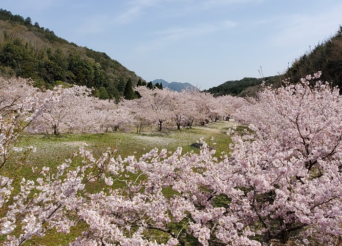 こんな素晴らしい桜の園は知らなかった こんな素晴らしい桜の園は知らなかった