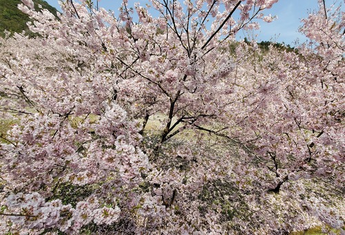 先生の術にハマって難儀の日々 先生の術にハマって難儀の日々