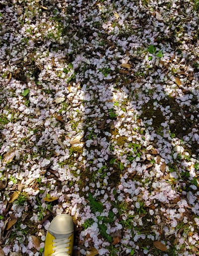 こんな素晴らしい桜の園は知らなかった こんな素晴らしい桜の園は知らなかった