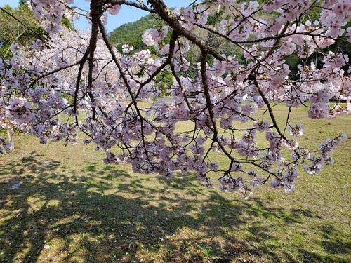 こんな素晴らしい桜の園は知らなかった こんな素晴らしい桜の園は知らなかった