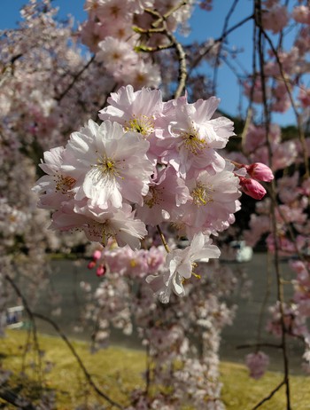 「陽光桜」を作り出した人は愛媛県人 「陽光桜」を作り出した人は愛媛県人