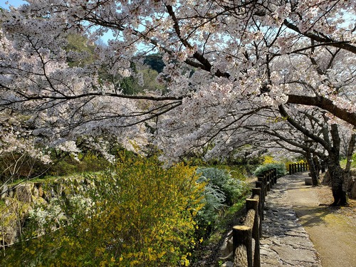 こんな素晴らしい桜の園は知らなかった こんな素晴らしい桜の園は知らなかった