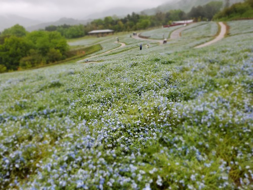 雨の日のモネフィラの花 雨の日のモネフィラの花