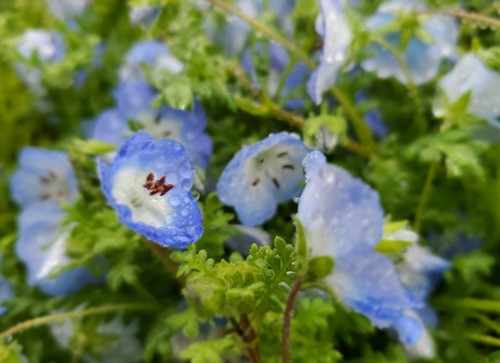 雨の日のモネフィラの花 雨の日のモネフィラの花