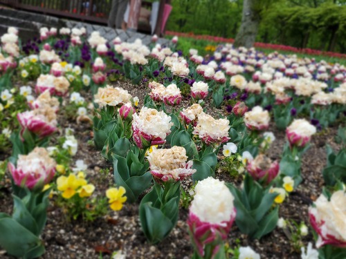 雨の日のモネフィラの花 雨の日のモネフィラの花