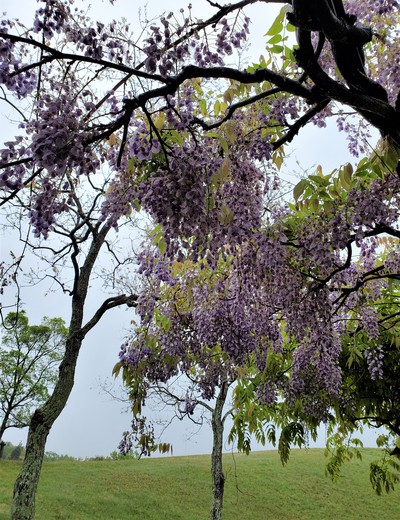 雨の日のモネフィラの花 雨の日のモネフィラの花
