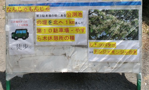 本当にあった「なんじゃもんじゃの木」花に感動 本当にあった「なんじゃもんじゃの木」花に感動