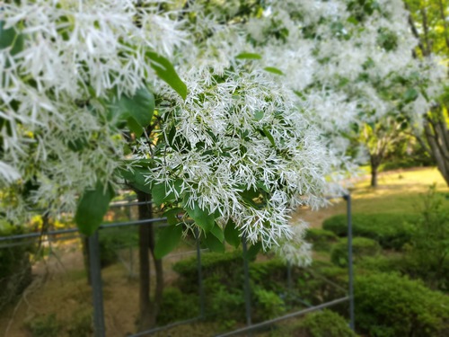 本当にあった「なんじゃもんじゃの木」花に感動 本当にあった「なんじゃもんじゃの木」花に感動