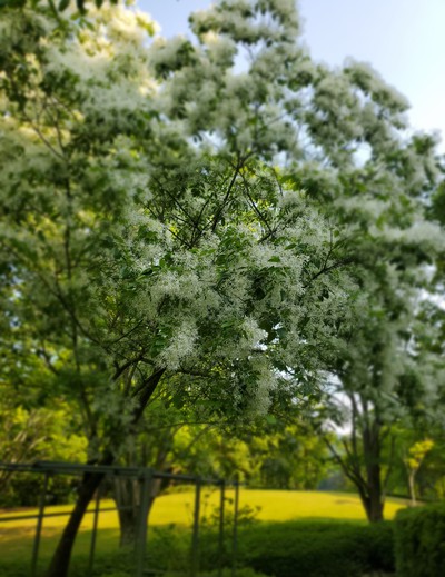 本当にあった「なんじゃもんじゃの木」花に感動 本当にあった「なんじゃもんじゃの木」花に感動