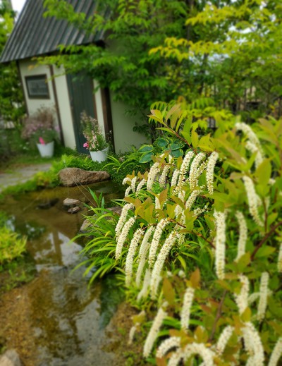 華やかな花たち「仏生山の森ガーデン」 華やかな花たち「仏生山の森ガーデン」
