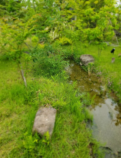 華やかな花たち「仏生山の森ガーデン」 華やかな花たち「仏生山の森ガーデン」
