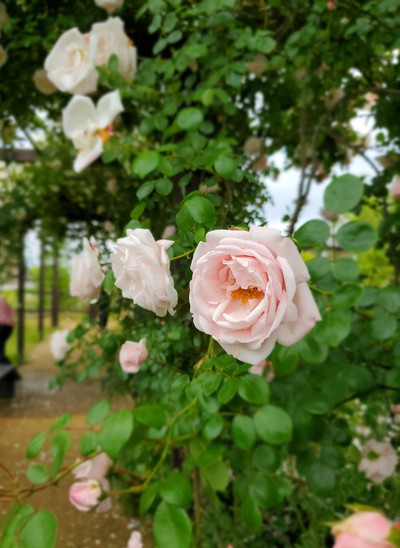 華やかな花たち「仏生山の森ガーデン」 華やかな花たち「仏生山の森ガーデン」
