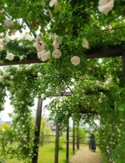 華やかな花たち「仏生山の森ガーデン」 華やかな花たち「仏生山の森ガーデン」