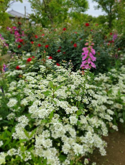 華やかな花たち「仏生山の森ガーデン」 華やかな花たち「仏生山の森ガーデン」