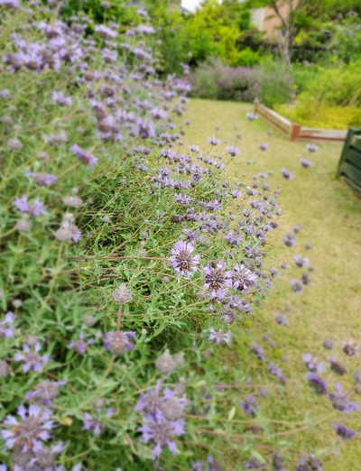 華やかな花たち「仏生山の森ガーデン」 華やかな花たち「仏生山の森ガーデン」