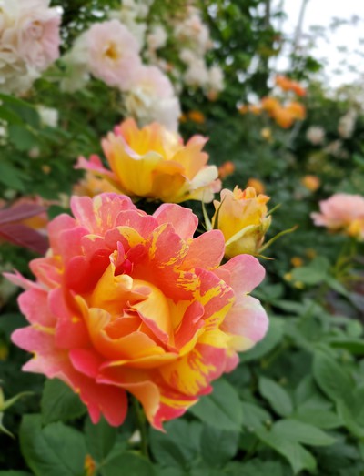 華やかな花たち「仏生山の森ガーデン」 華やかな花たち「仏生山の森ガーデン」