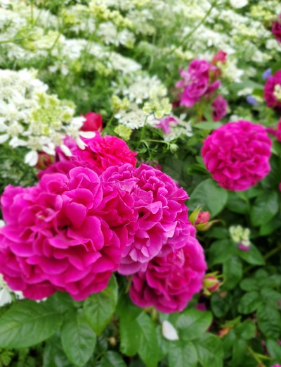 華やかな花たち「仏生山の森ガーデン」 華やかな花たち「仏生山の森ガーデン」