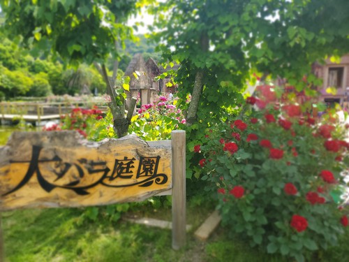 10万本のバラに酔った酔った~「レオマワールド」 10万本のバラに酔った酔った~「レオマワールド」