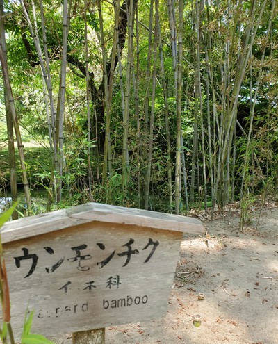 100年に一度しか咲かない「竹の花」を見に行く 100年に一度しか咲かない「竹の花」を見に行く