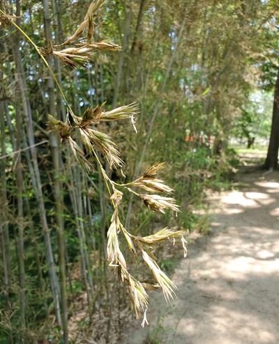100年に一度しか咲かない「竹の花」を見に行く 100年に一度しか咲かない「竹の花」を見に行く